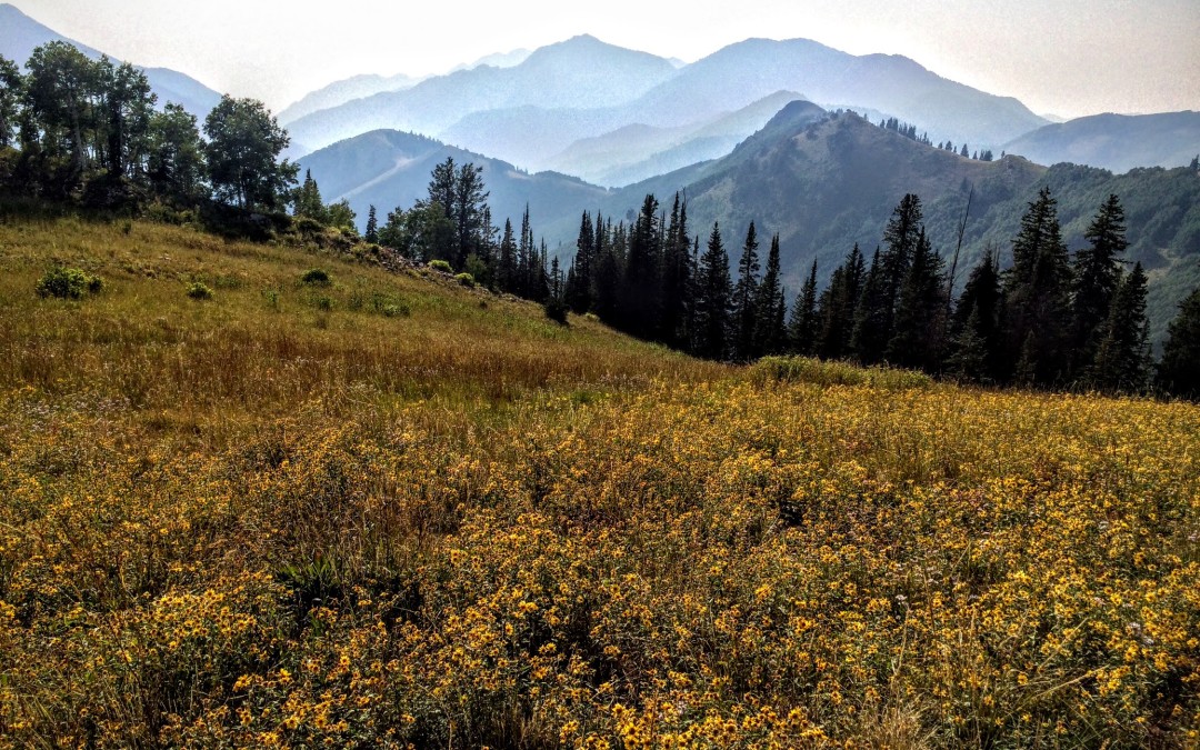 wasatch crest mountain biking trail 7