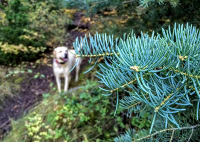 tibble fork reservoir hiking trail 8