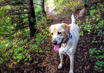 tibble fork reservoir hiking trail 5