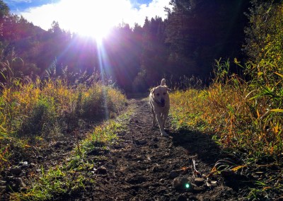 tibble fork reservoir hiking trail 4